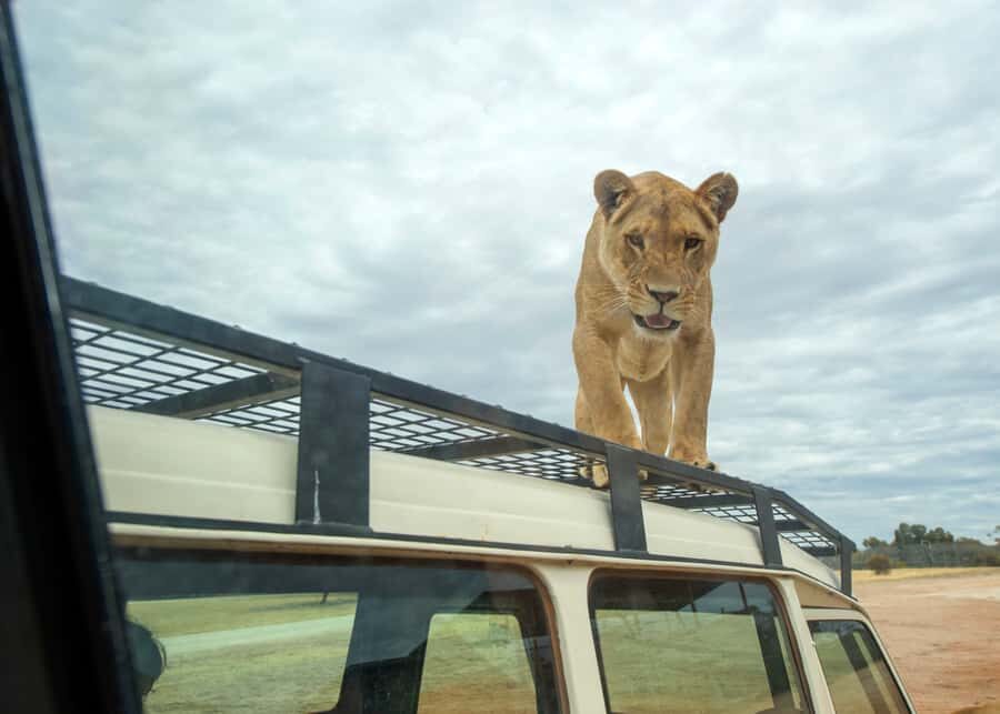 Lions 360 Experience and a Day at Monarto Safari Park - Lions 360 in a Nutshell: What Makes It Worth Your Day