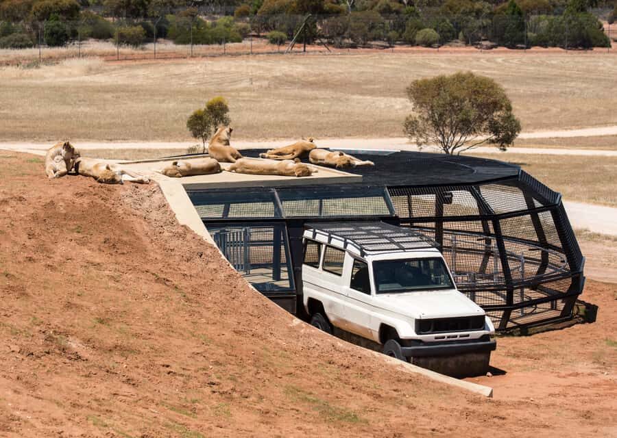Lions 360 Experience and a Day at Monarto Safari Park - Lions 360: the tunnel view that feels close, but controlled