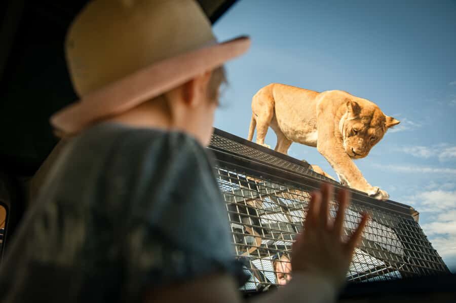 Lions 360 Experience and a Day at Monarto Safari Park - Monarto Safari Park day plan: how to use your included admission well