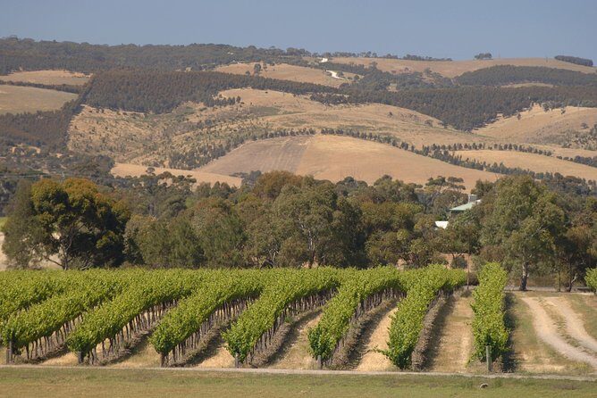 McLaren Vale and Glenelg Wine Tasting and Sightseeing (Half-day Afternoon) - Should you book this McLaren Vale and Glenelg tour?