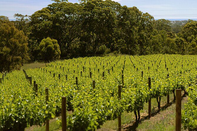 McLaren Vale & Historic Hahndorf Wine Tour - Mount Lofty Summit: Adelaide’s highest peak view to close the loop