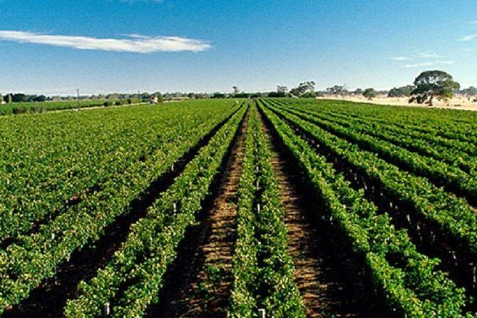 McLaren Vale Private Luxury Wine Tour - Full Day - Optional add-ons: Menz Chocolate Factory and the Almond Train