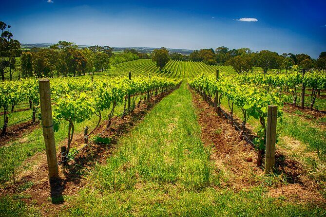 McLaren Vale Winery Small Group Tour with Wine Tasting and Lunch - Should you book this McLaren Vale small-group tour?