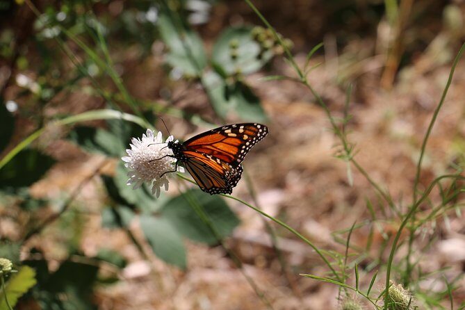 Morialta Wilderness and Wildlife Hike - Trail highlights: Valley Walk, Kookaburra Rock, Giant’s Cave, and lookout time