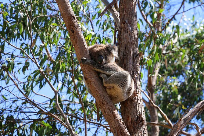 Morialta Wilderness and Wildlife Hike - Wildlife hike focus: koalas, echidna, and the birds that do the talking