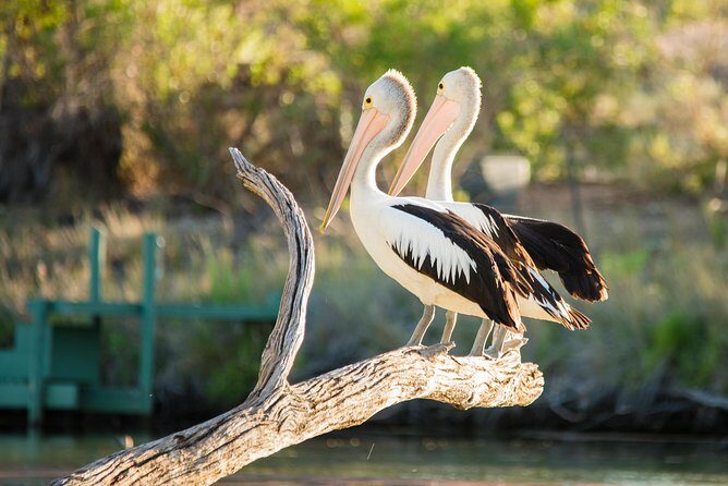 Murray River Day Trip from Adelaide Including Lunch Cruise aboard the Proud Mary - Proud Mary lunch cruise: the 2 hours that carry the day