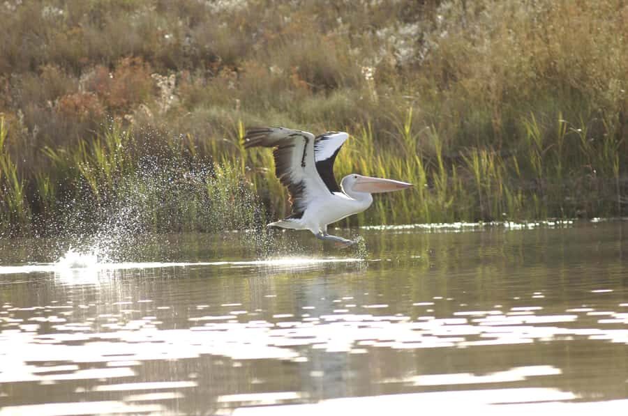 Murray River Highlights and Luncheon Cruise - Getting to the Murray: the Adelaide-to-river rhythm