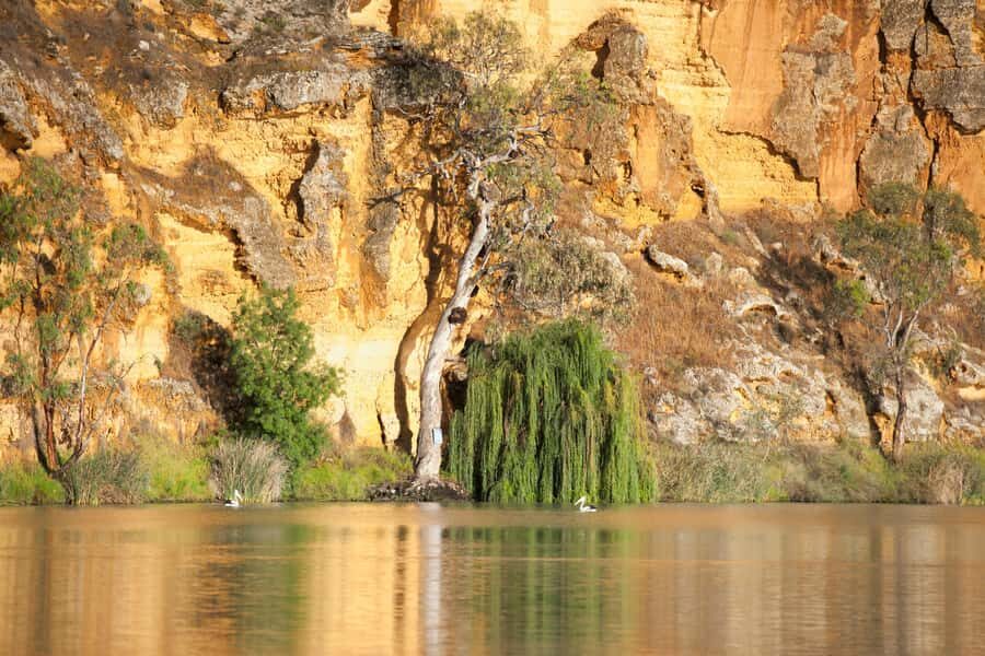 Murray River Highlights and Luncheon Cruise - The Proud Mary cruise: where the river scenery actually becomes relaxing