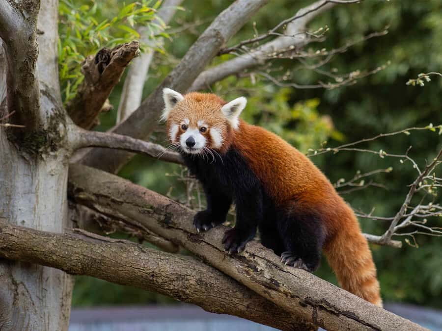 Panda & Friends Tour and a Day at Adelaide Zoo - Key highlights worth planning for
