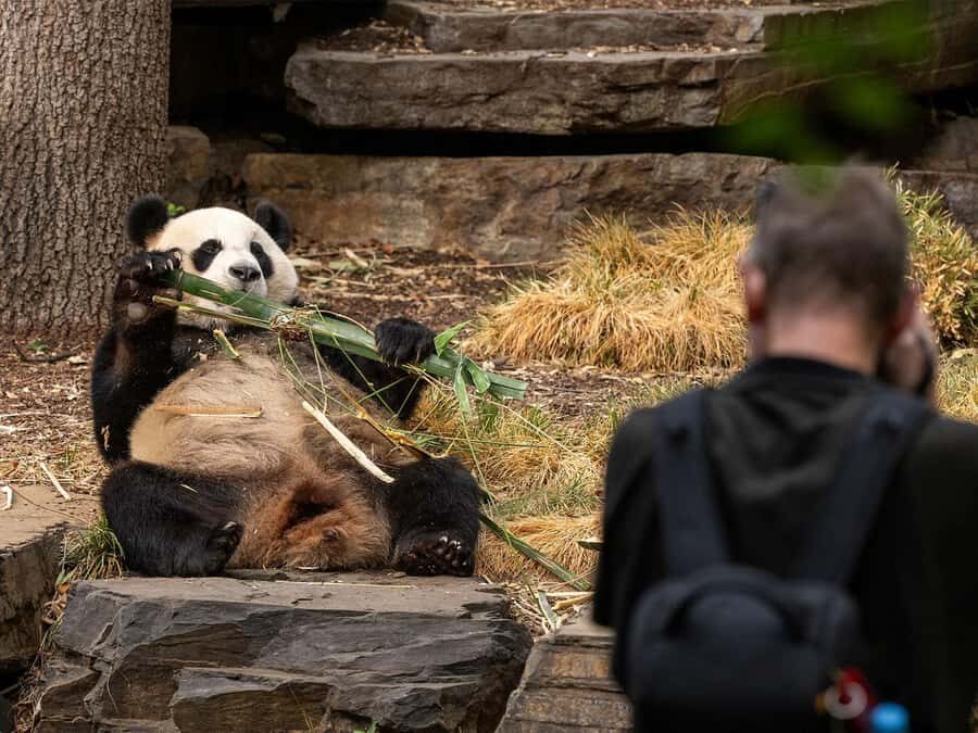 Panda & Friends Tour and a Day at Adelaide Zoo - Why Adelaide Zoo Before Opening Changes Everything