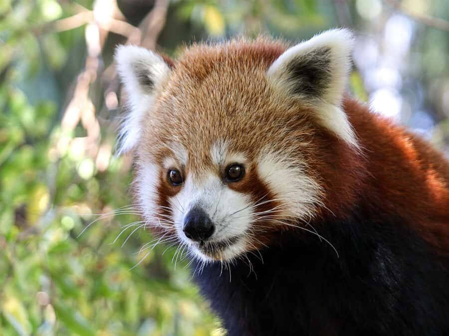 Panda & Friends Tour and a Day at Adelaide Zoo - The Guided Walk Through Animals and Conservation Stories