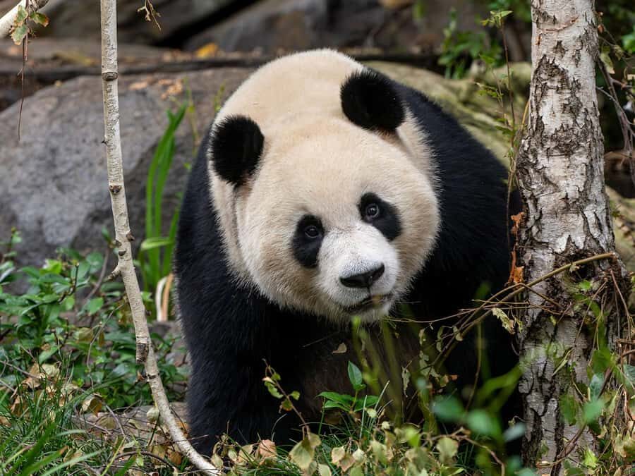 Panda & Friends Tour and a Day at Adelaide Zoo - Price and Value: What $106 Covers (and Why It Can Be Worth It)