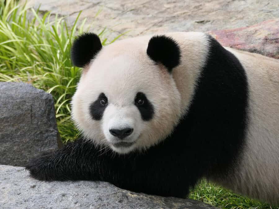 Panda & Friends Tour and a Day at Adelaide Zoo - What to Wear and Bring for a Comfortable Morning