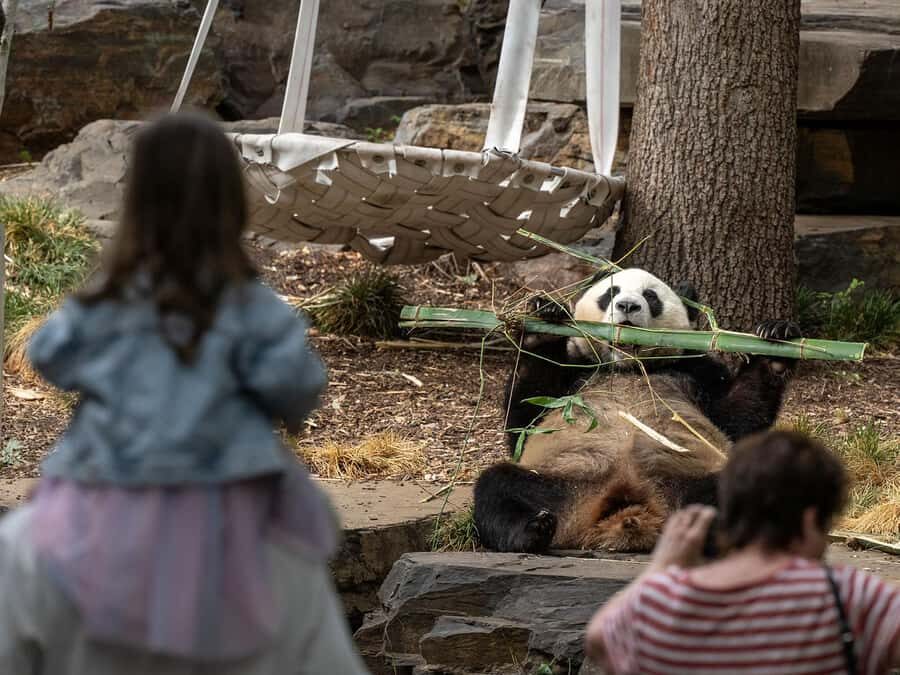 Panda & Friends Tour and a Day at Adelaide Zoo - Who This Tour Suits Best (And Who Might Skip It)