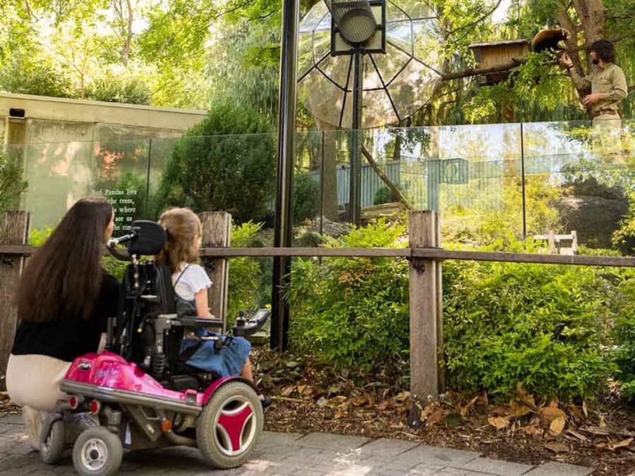 Panda & Friends Tour and a Day at Adelaide Zoo - Getting The Giant Pandas Time: Yi Lan and Xing Qiu