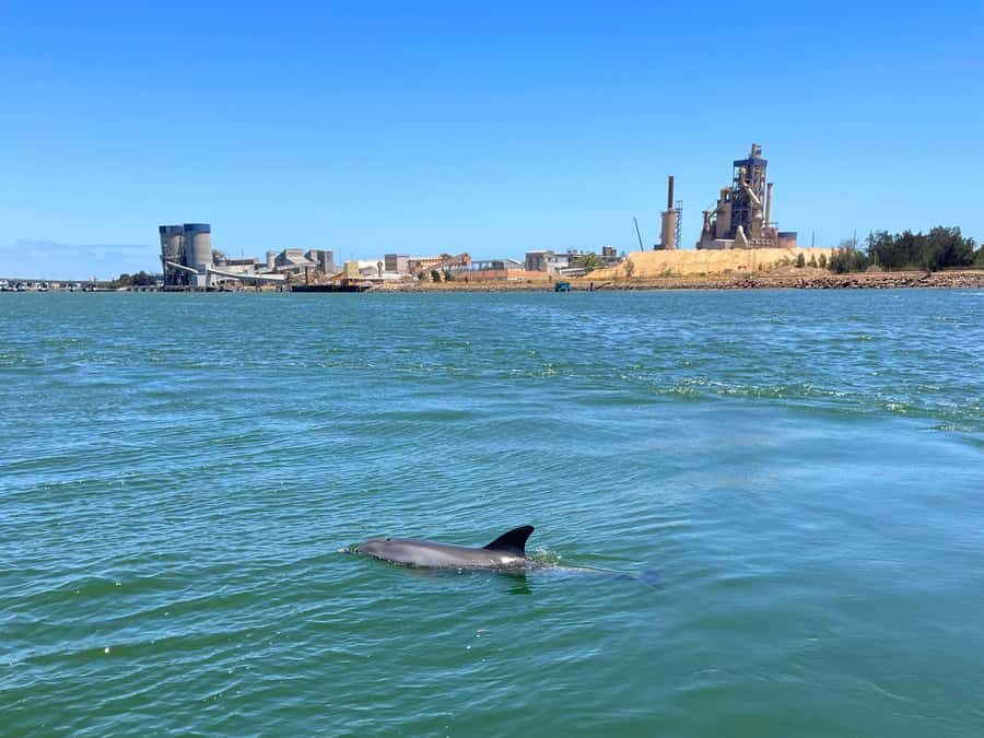 Port Adelaide: Dolphin and Maritime Cruise - What to bring: small choices that improve the day