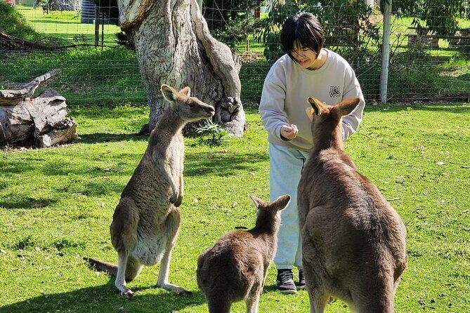 Premium Adelaide Hills Cleland Wildlife and Hahndorf Minibus Tour - Key highlights and practical tips