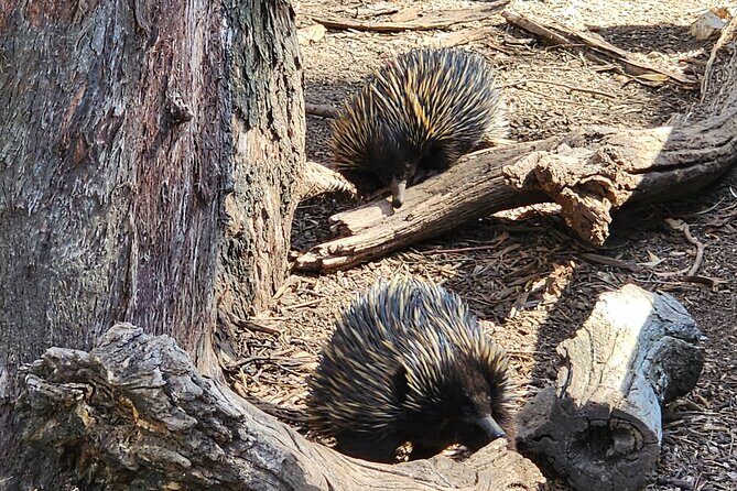 Premium Adelaide Hills Cleland Wildlife and Hahndorf Minibus Tour - Cleland Wildlife Park: the best reason to book