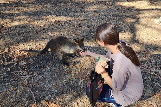 Premium Adelaide Hills Cleland Wildlife and Hahndorf Minibus Tour - Getting back through the Adelaide Hills: the drive is part of the show
