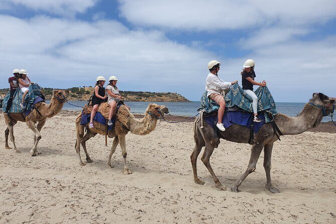 Premium Victor Harbor, Port Elliot and d'Arenberg Minibus Tour - Adelaide pickup to McLaren Vale tea-and-coffee reset
