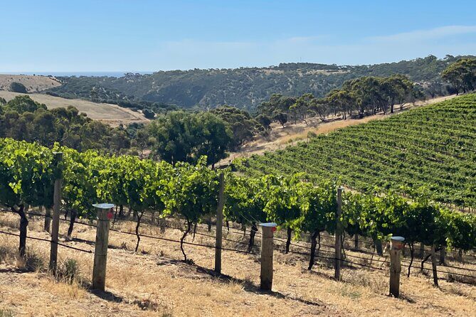 Private Mclaren Vale Wine Tour - Price and value: what $573.79 per person buys you