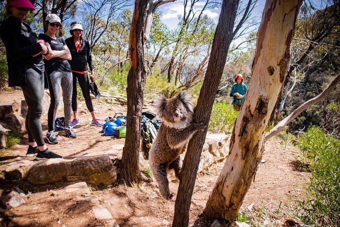 Rock Climbing and Abseiling in Adelaide - Safety first: equipment, checks, and how instructors build trust