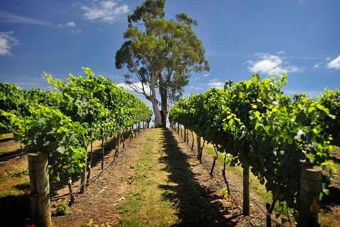Small Group Adelaide Hills and Hahndorf Hideaway Tour from Adelaide - Your day starts with Mount Lofty’s big-picture views