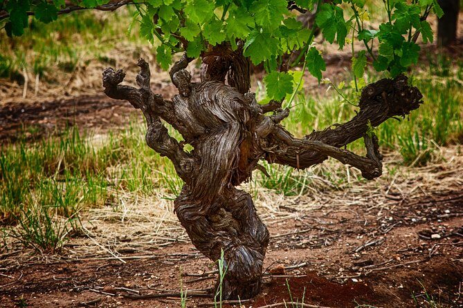 Small Tour Barossa Valley Voyager Tour from Adelaide - Seabrook Wines: A Relaxed Deck Tasting in a Settlers’ Cottage