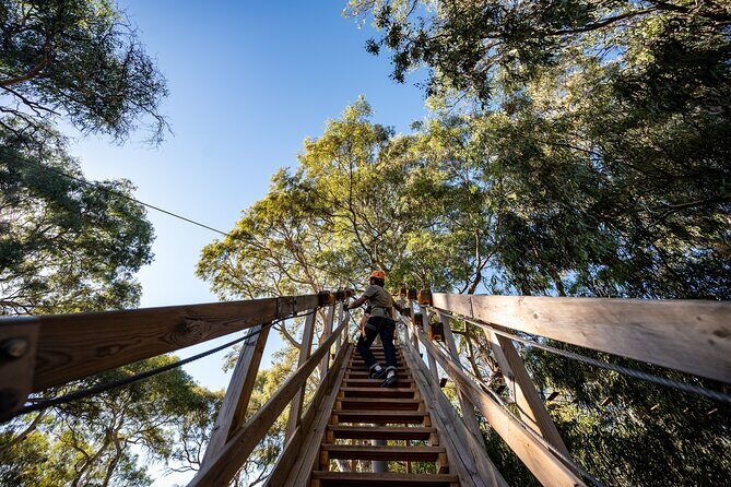 Tree Top Activity for Thrill Seekers and Adventurers in Adelaide - TreeClimb Adelaide Grand Course: the basics for thrill-minded visitors