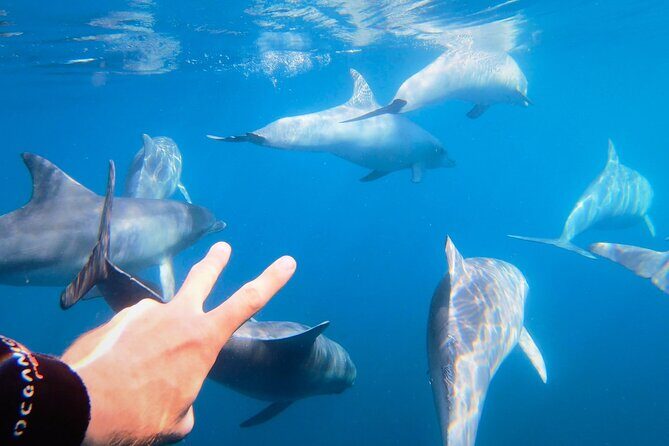 Wild Dolphin Swim Cruise - Key things to know before you go