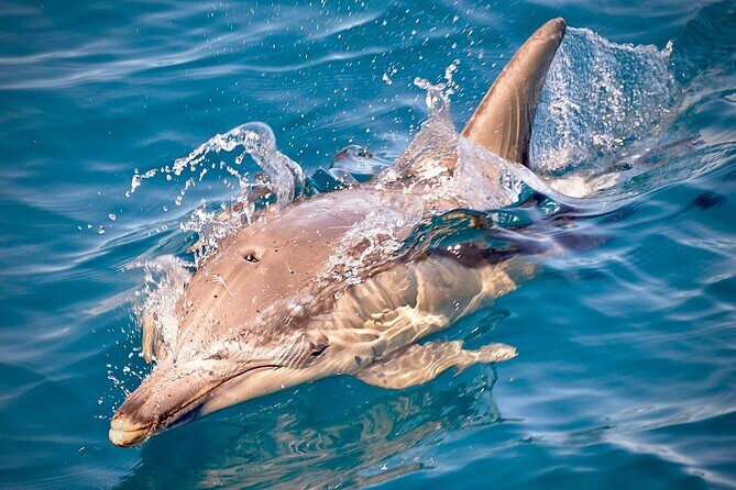 Wild Dolphin Swim Cruise - Wild Dolphin Swim Cruise from Glenelg: why this one works