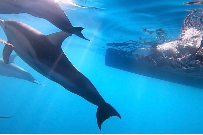 Wild Dolphin Swim Cruise - The 8:00 am catamaran routine in Holdfast Shores