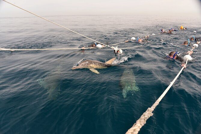 Wild Dolphin Swim Cruise - Front Swim and Back Swim: two perspectives on the same dolphins