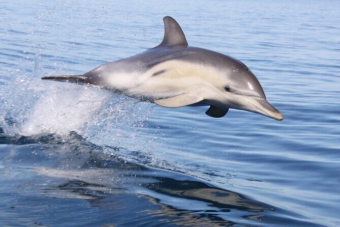 Wild Dolphin Watch in Glenelg - Key Things to Know Before You Go