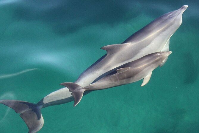 Wild Dolphin Watch in Glenelg - From Marina to Holdfast Bay: What the 4-Hour Flow Feels Like