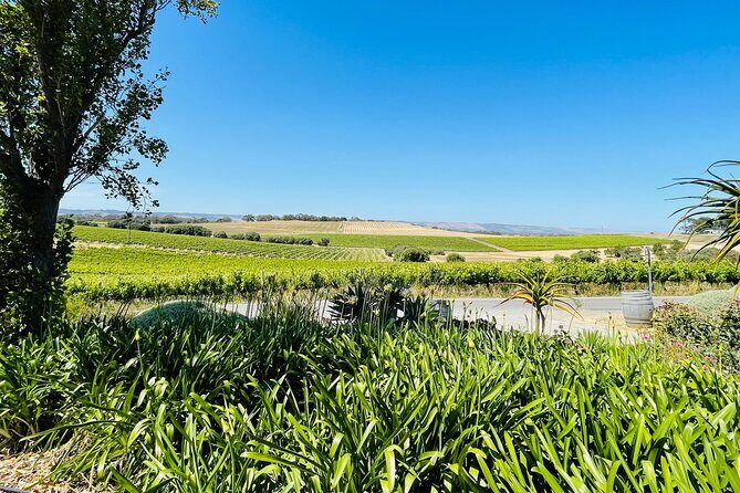 Wine Tasting and Lunch Private Tour in McLaren Vale - The first cellar door: a standard tasting with regional context